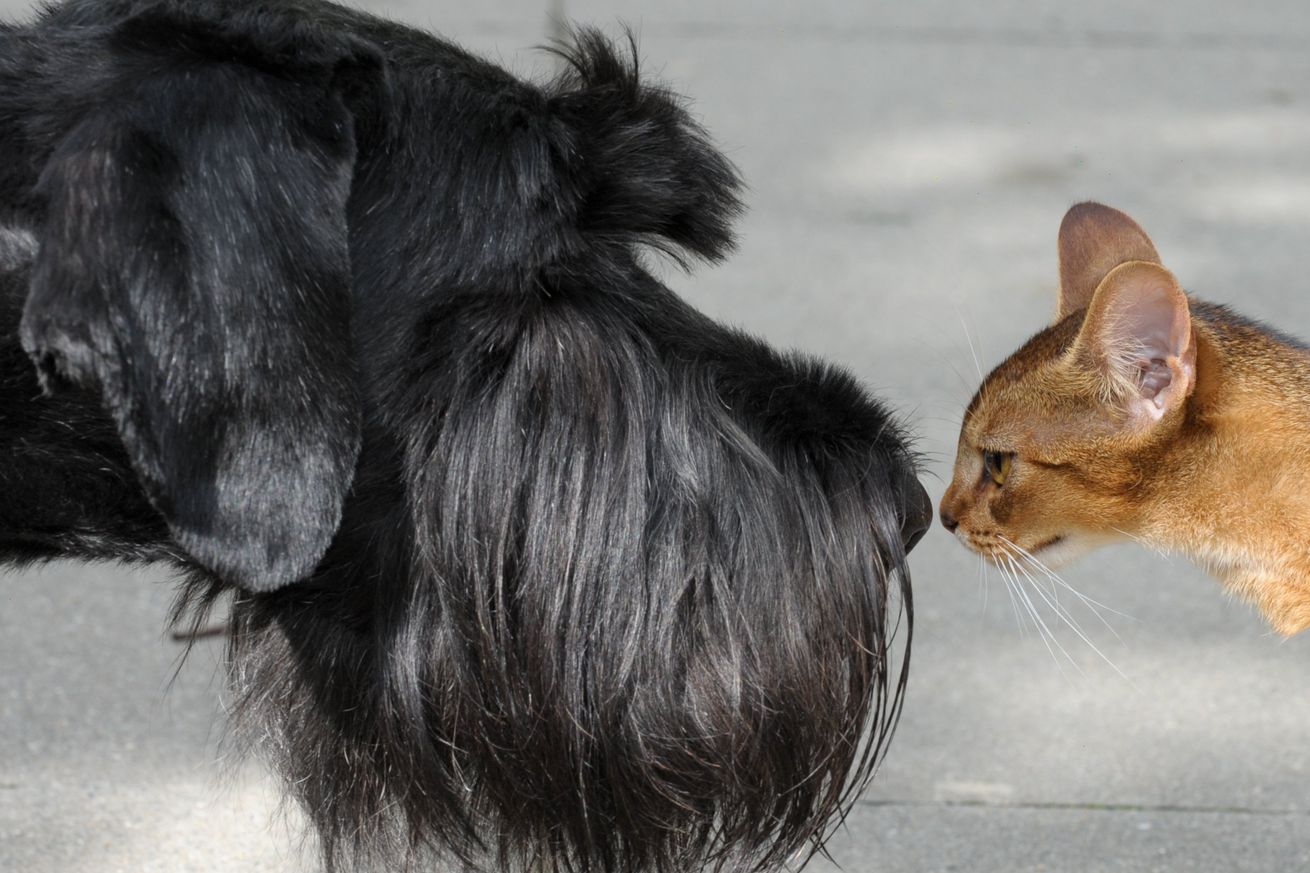 A Giant Schnauzer and a cat check each o