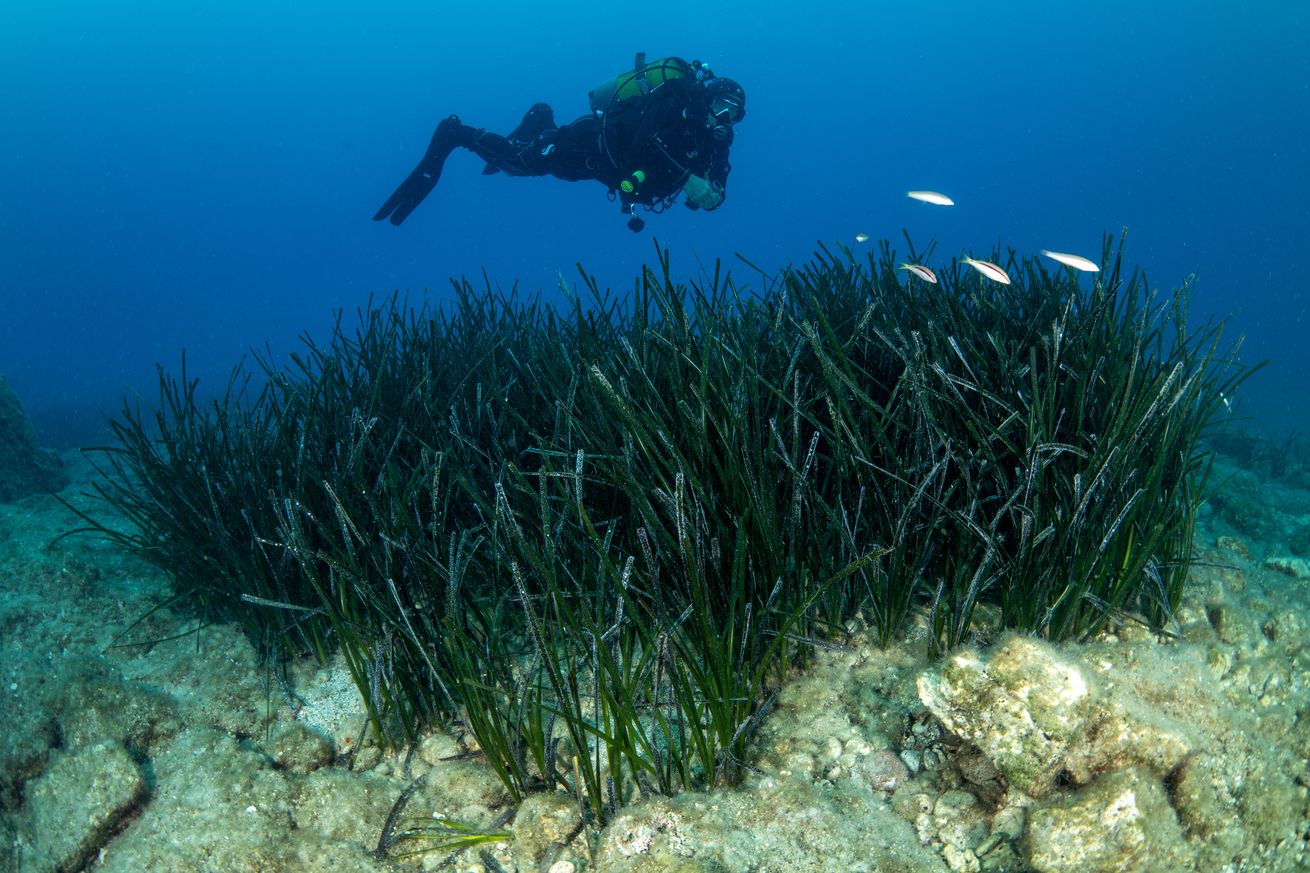 Marine life at Dalyan Canal in Turkiye’s Mugla