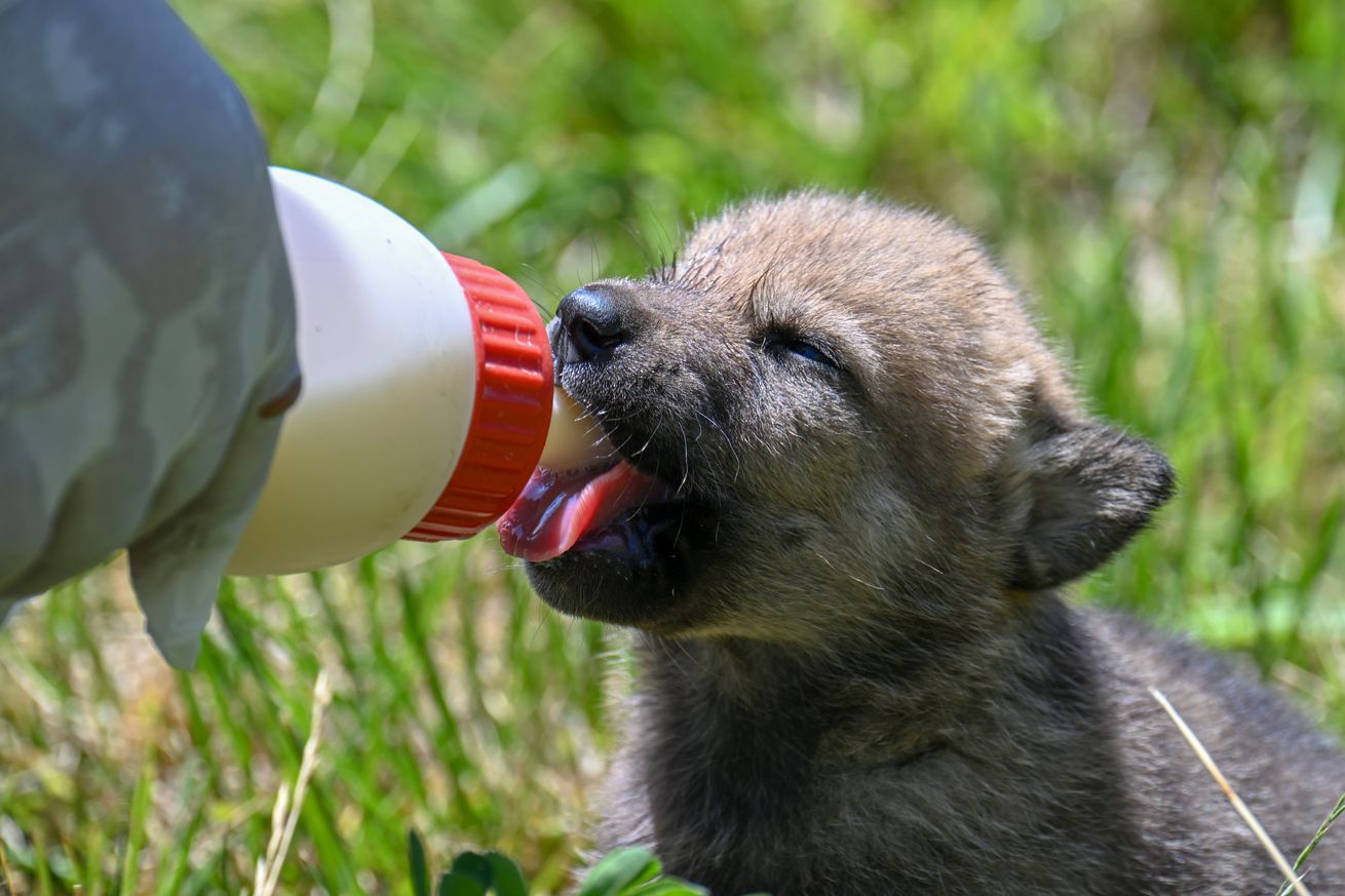 20-day-old wolf pups whose mother died are bottle-fed in Turkiye’s Van