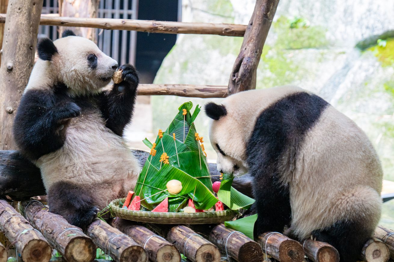 Chongqing Zoo Treats Giant Pandas To Glutinous Rice Dumpling Cake During Dragon Boat Festival