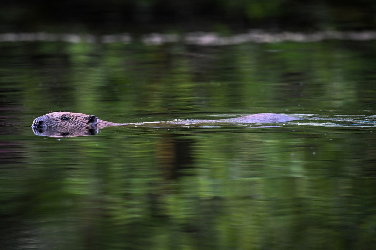 BRITAIN-SCOTLAND-AGRICULTURE-ENVIRONMENT-ANIMAL