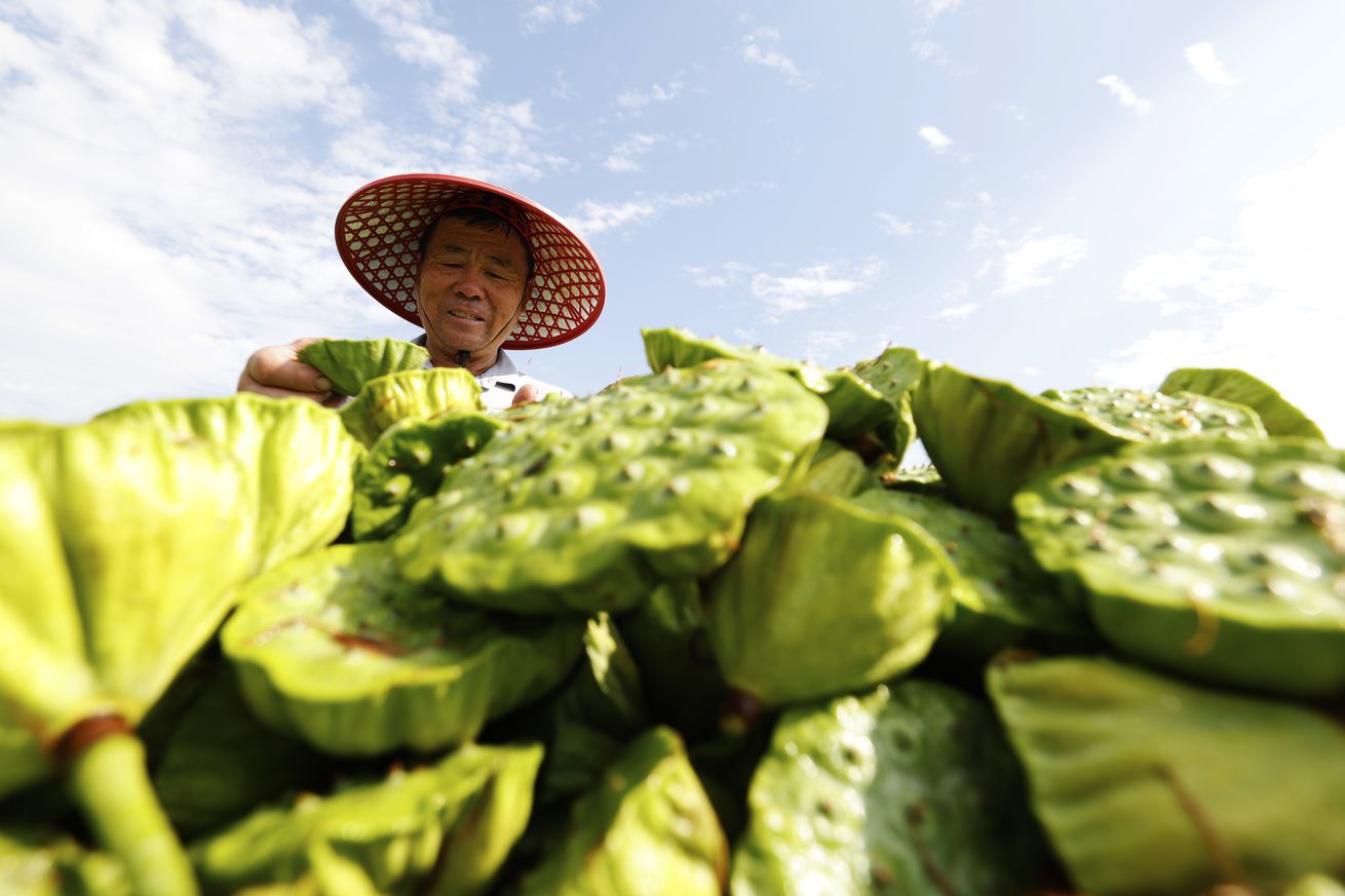 Lotus Seedpod Harvest in Suqian