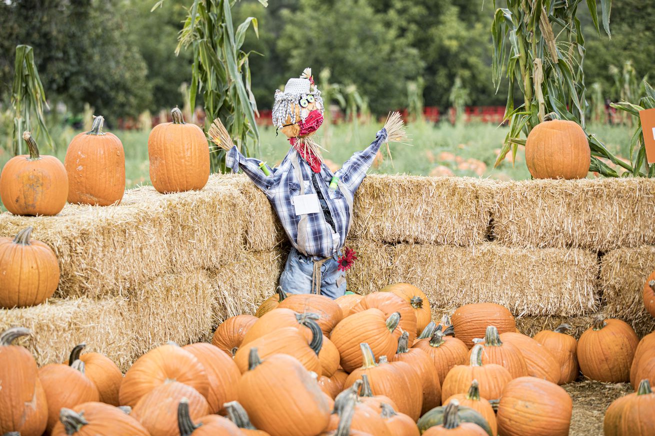 People Visit Bates Nut Farm Pumpkin Patch For Halloween Season