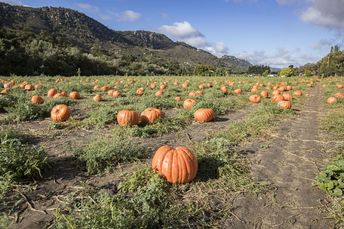 People Visit Bates Nut Farm Pumpkin Patch For Halloween Season