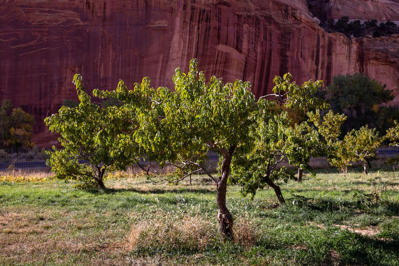 Autumn in Utah’s Capitol Reef National Park