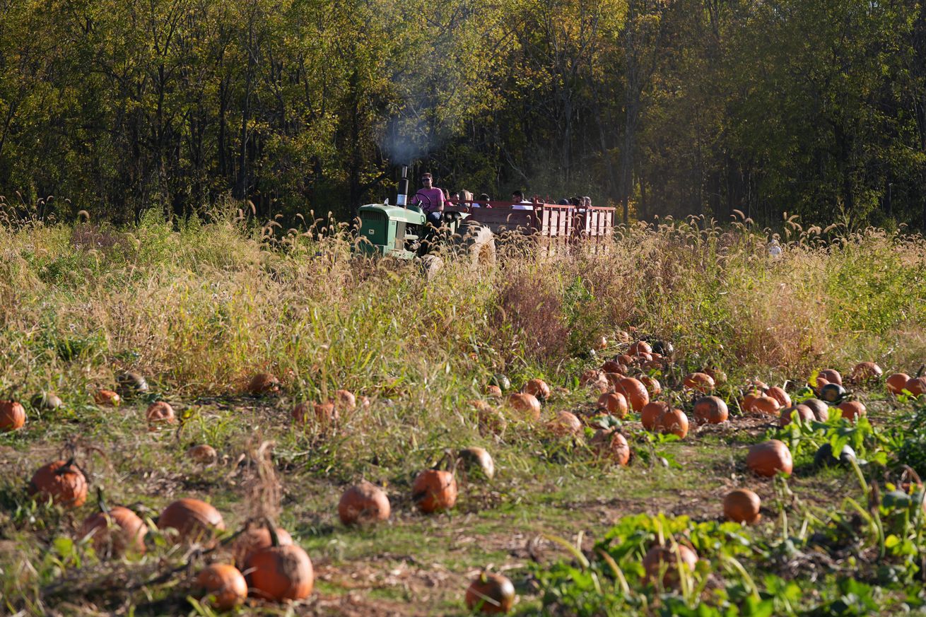 New Yorkers flock to pumpkin farms for Halloween Season