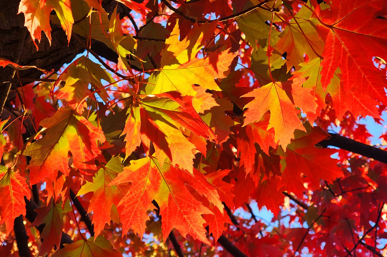 Autumn In Toronto, Canada