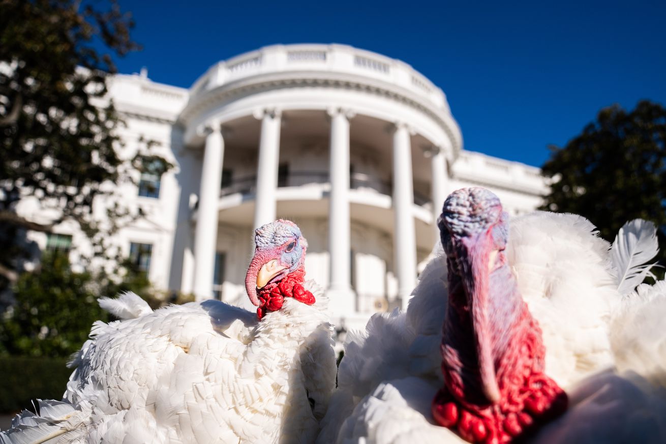 White House: President Biden national Thanksgiving turkeys Peach and Blossom