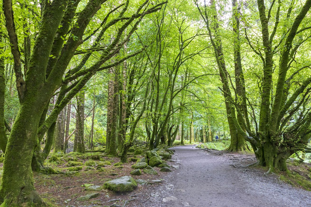 Travel Destination: The Torc Waterfall in Killarney, Ireland