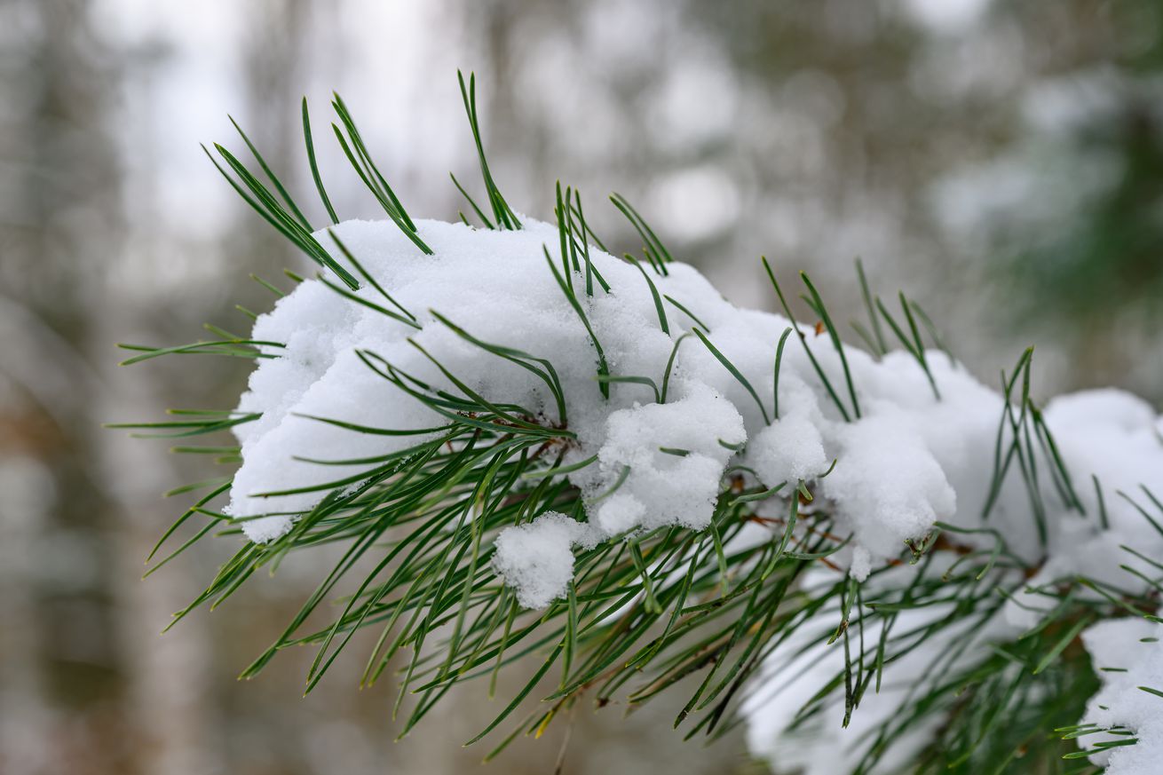 Winter in the forest