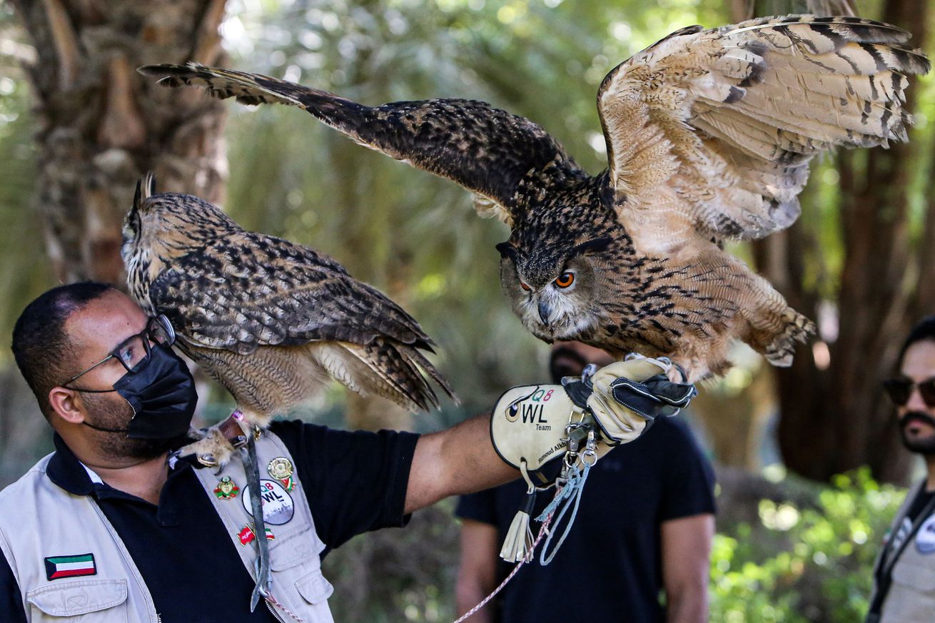 KUWAIT-ANIMAL-BIRD-OWL