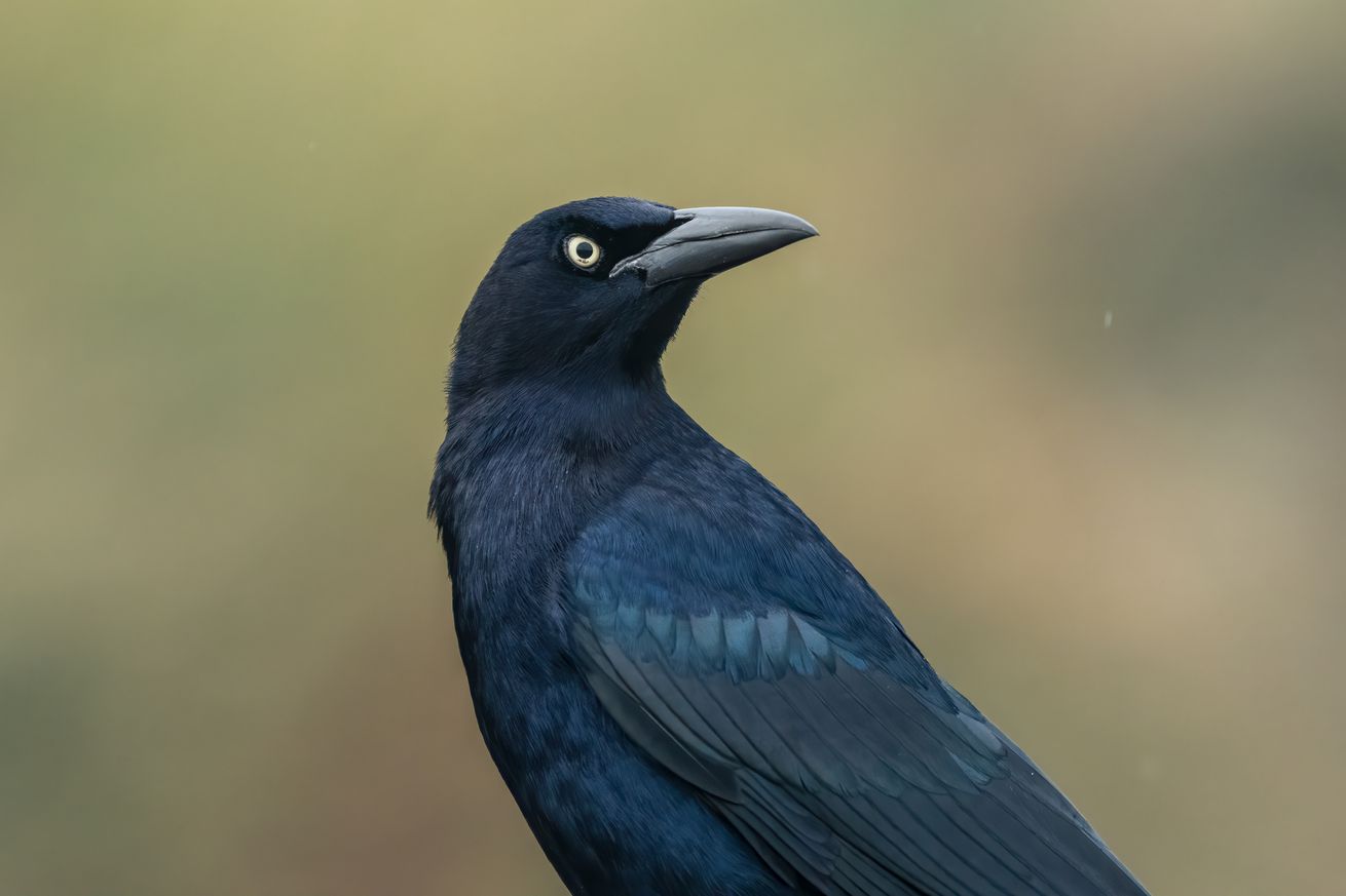 Portrait of a male Great-tailed Grackle on South Padre Island, Texas