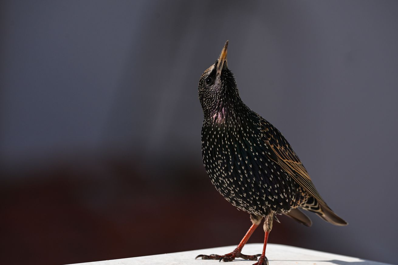 Common starling...